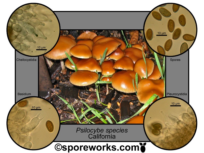 Psilocybe section Cyanescen - The Spore Works
